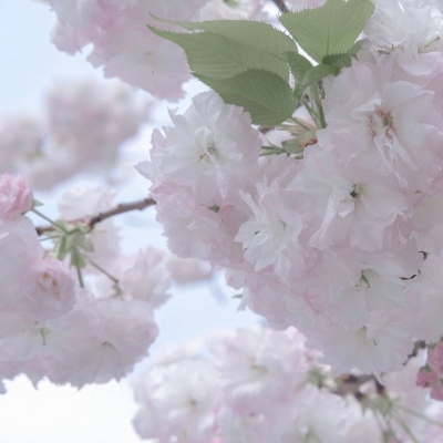 兽设古风元素融合FurryQQ群